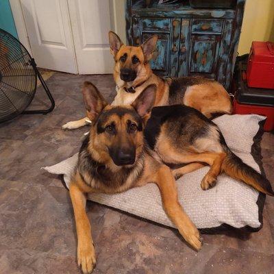 Ruff Country grooming