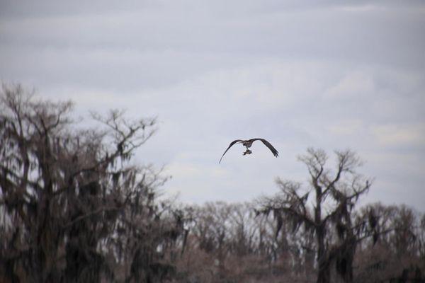 Mossy Brake Camp Caddo Lake Swamp Tours