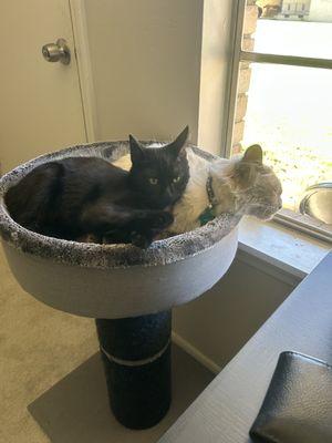 Elena's Pet Care & Photography