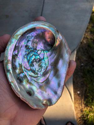 Tumble Cleaned Abalone