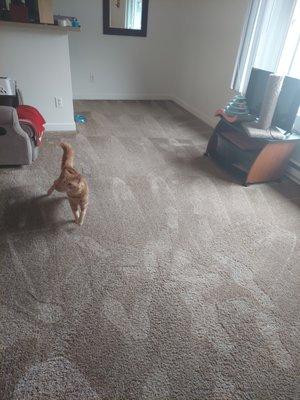 The Magic Wand Carpet Cleaning