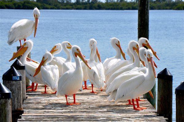 Pine Island Boat Tours