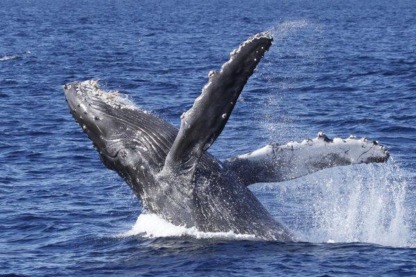 Breaching humpback whale off Dana Point Harbor
