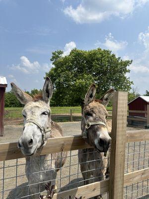 Abma's Farm