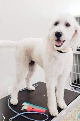 Lots of love to go with the grooms!