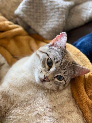 Boone Area Humane Society