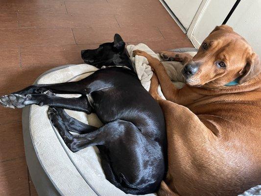 My Best Friend Obedience