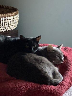 El Camino Veterinary Hospital