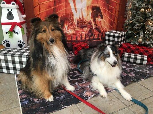 He B Iron Dog Training