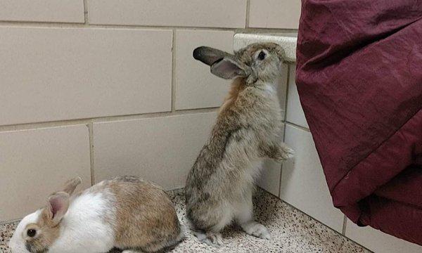 Laura Johnson's Sitting Services