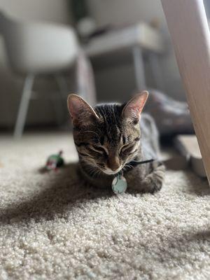 Victory Bark Veterinary Clinic