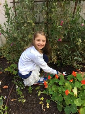 The communal garden.