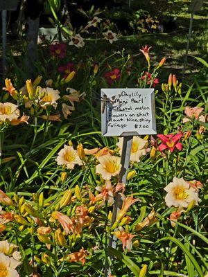 Willamette Koi and Water Lilies