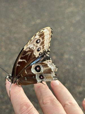 Sophia M Sachs Butterfly House