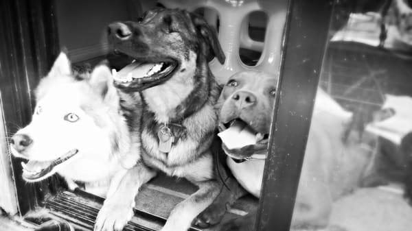 K-9 Fitness & Training