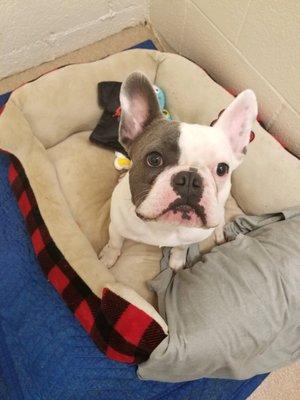 I love going to Preppy Pet!
From Murray