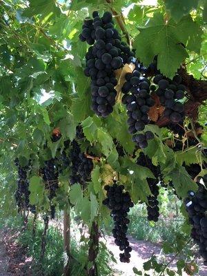 Rivas Farm Labor Contracting