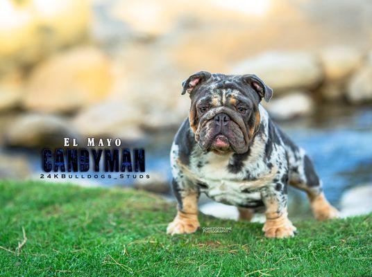 CANDYMAN @_24kbulldogs_ IG & Facebook