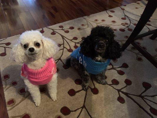 First Mate Pet Grooming Parlor