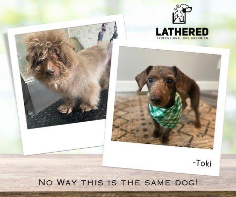 LATHERED Professional Dog Grooming