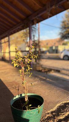 City of Truth or Consequences