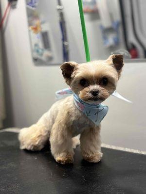 Barkbus Mobile Dog Grooming