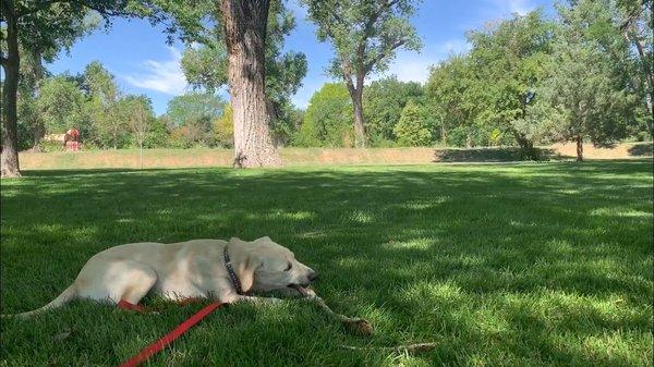 Puppy enjoying all her own grass