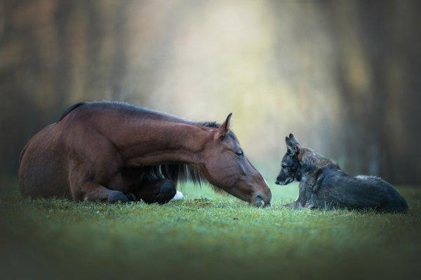 Canine, Equine & Companion CranioSacral Therapy