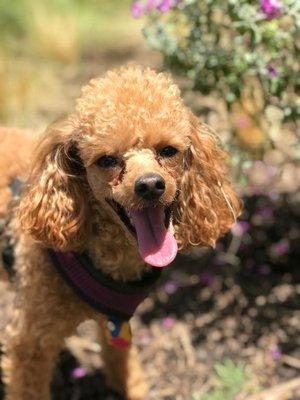 Good Day Pet Sitters