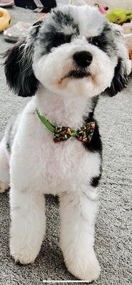 Mini Poodle Gracie!!