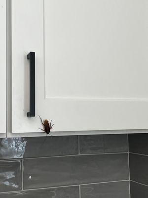 Whittington Property Management