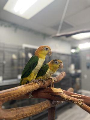 Caique Parrots