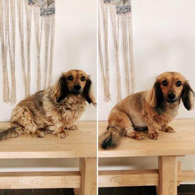 Nellie’s Dog Grooming