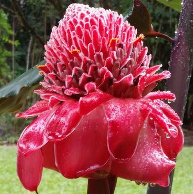 Torch ginger