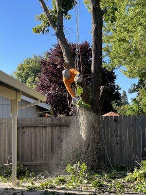 LD Tree Care