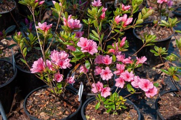 Whistle Hill Nursery