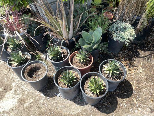 Green Spot Nursery