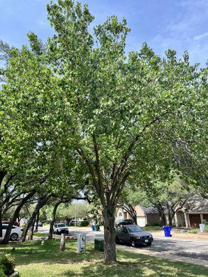 Austin Tree Care Service