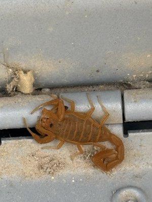 Global Pest Services