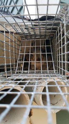 Clay's Wildlife & Pest Services