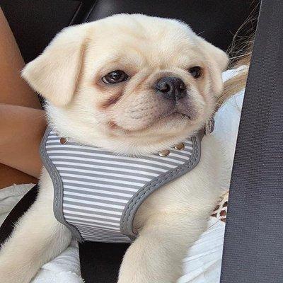 Leslie's Pugsland Breeder