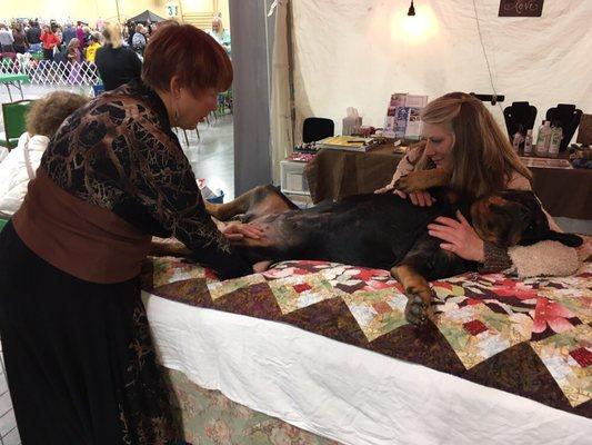This is me doing craniosacral on a dog who was having a hip and pelvic problems.