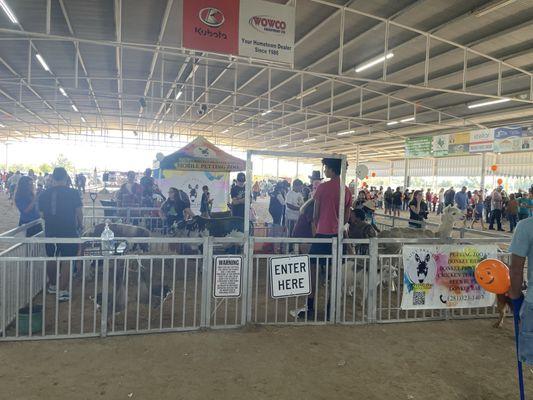 Petting zoo with an awesome set up and wonderful people !
