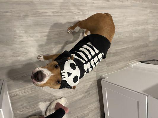 Karmas Cozy Kennel & Spaw