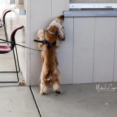 Town & Country Dog Training Club