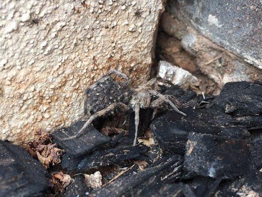 Momma wolf spider with her babies on her back. Lucky we were there to stop them from growing up!!
