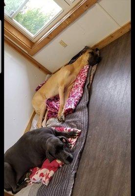 Your Dogs Best Friend