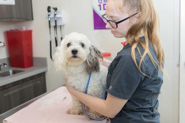 Dog receiving vaccines.