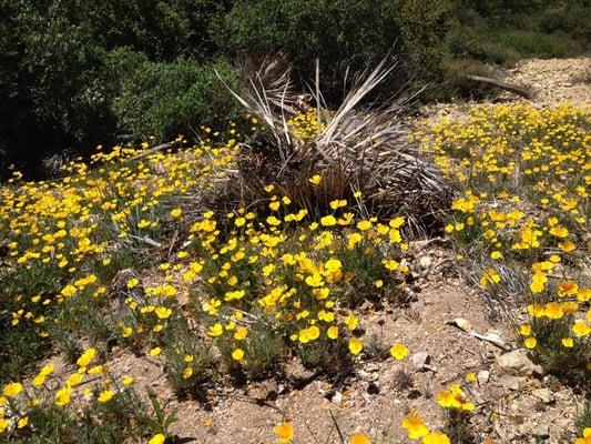 Smith Mountain Via Bear Creek Trail