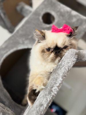 Himalayan kittens Furbaby by Marlen
